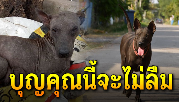 หนุ่มพบแม่หมาคาบลูกหนีน้ำท่วม คอยปกป้องลูกน้อยให้ปลอดภัย เหมือนได้ชีวิตใหม่