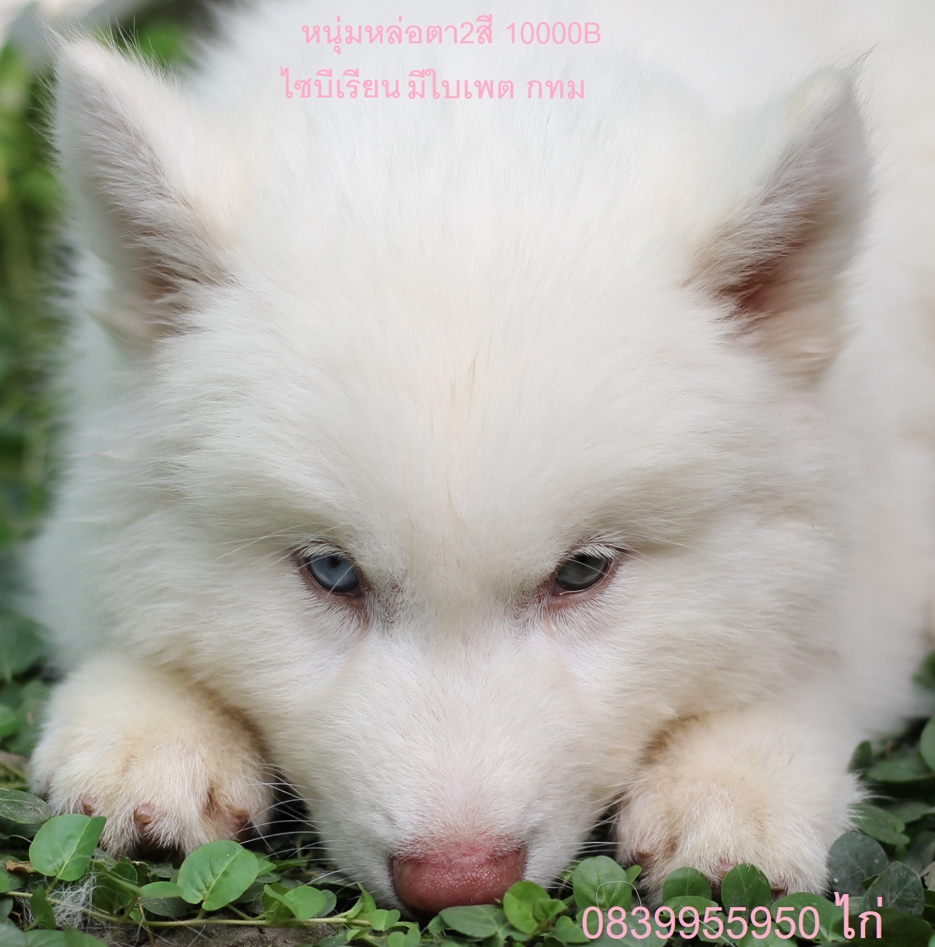ขาย ไซบีเรียน ฮัสกี้,  กทม  มารับเองลดได้ครับ มีใบเพตดีกีรับลอง