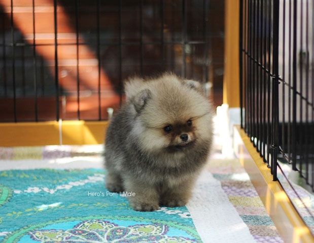 ปอมเมอเรเนียน  ขนแน่นๆ