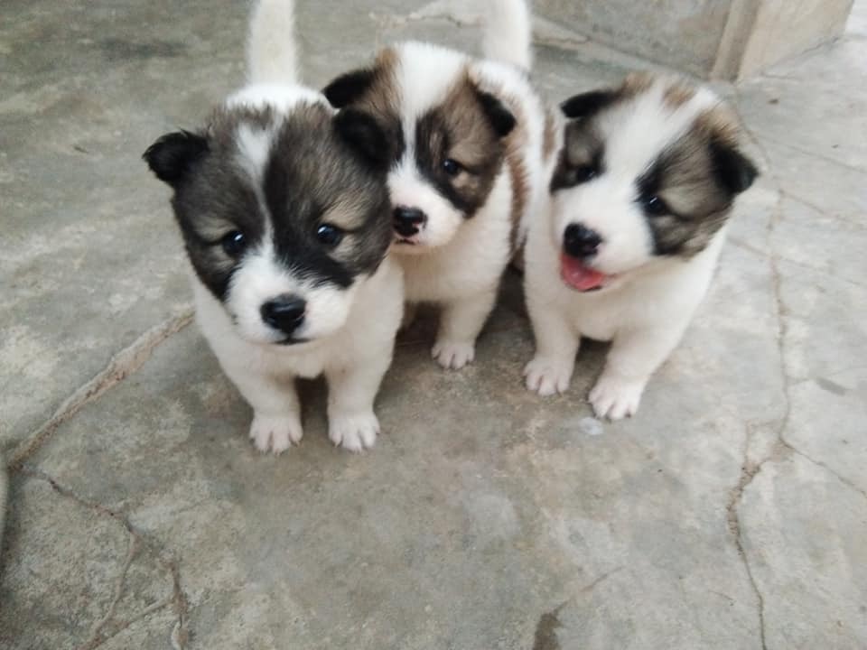 ขายลูกสุนัขบางแก้ว