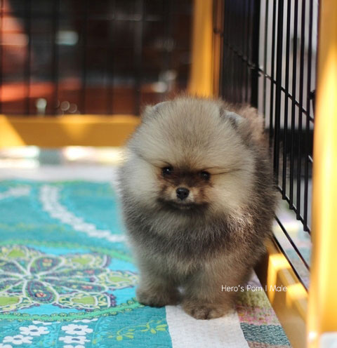 ปอมเมอเรเนียน  ขนแน่นๆ