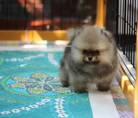 ปอมเมอเรเนียน  ขนแน่นๆ