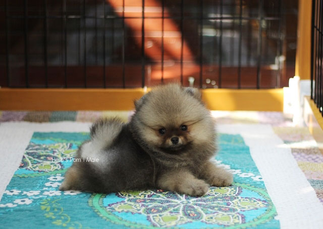ปอมเมอเรเนียน  ขนแน่นๆ