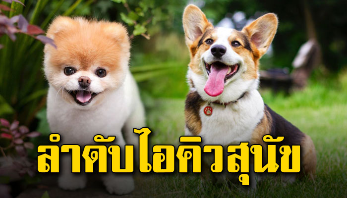 เปิด 95 ลำดับไอคิว สุนัข ที่ฉลาดที่สุด