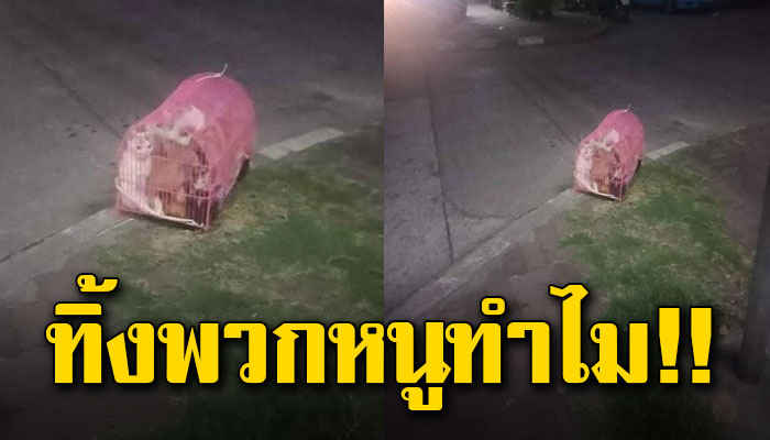 ถูกใส่กรงเอามาโยนไว้กลางหมู่บ้านนับสิบตัว เพราะเขาไม่ต้องการแล้ว