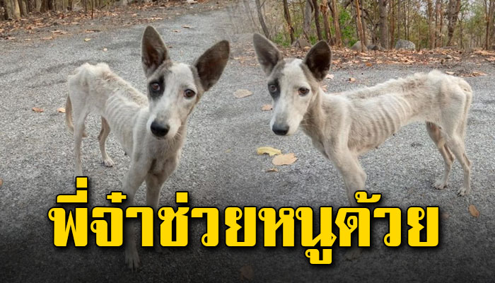 ตูบตัวผอมอาศัยอยู่บนเขาไร้น้ำไร้อาหาร วิ่งกระดิกหางมาหาหนุ่มหวังให้ช่วยเหลือ