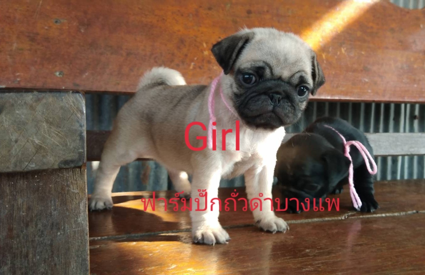 น้องหมาปั๊กสีฟร้อน - ดำ ชาย/หญิง พร้อมย้ายบ้าน