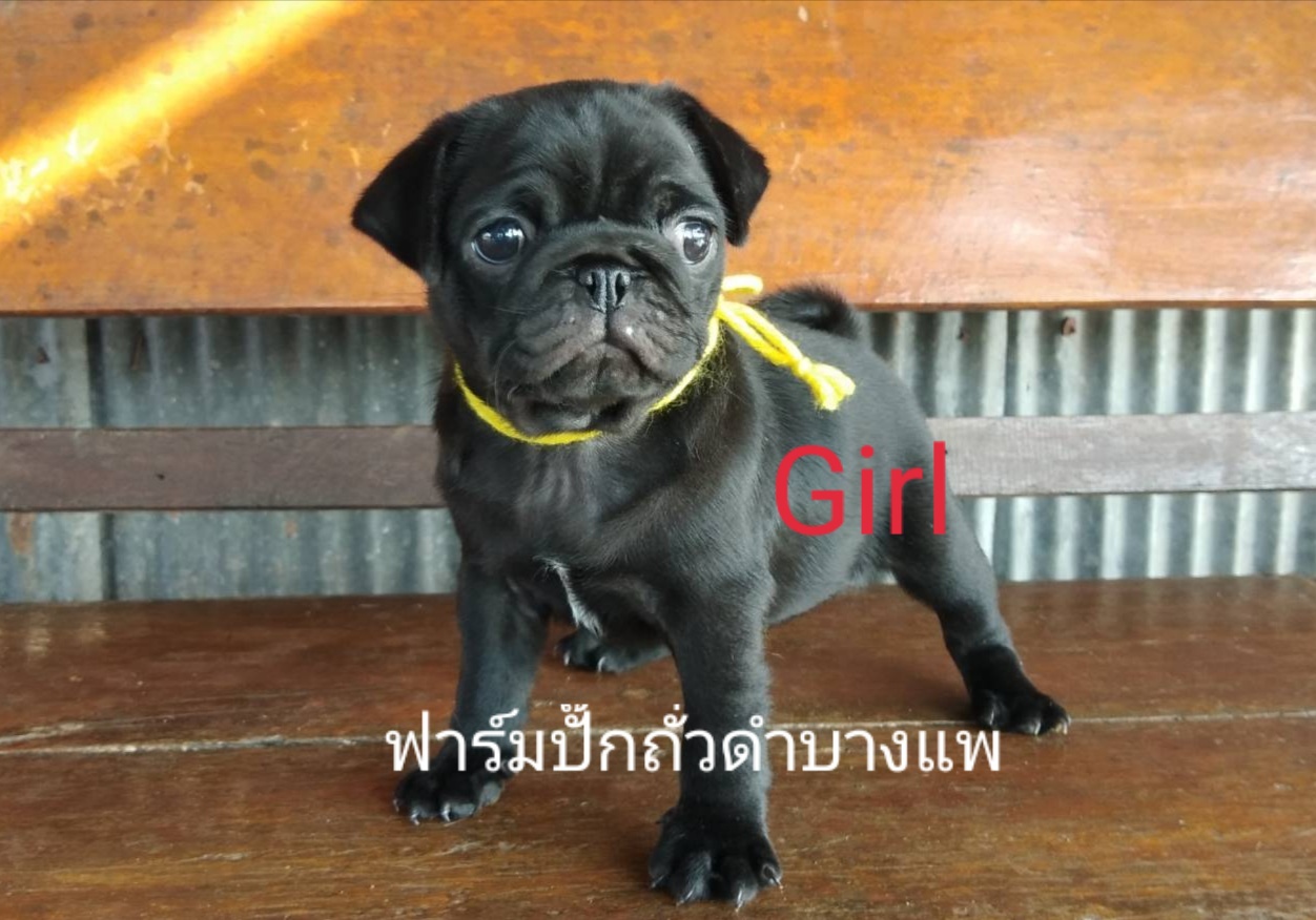 น้องหมาปั๊กสีฟร้อน - ดำ ชาย/หญิง พร้อมย้ายบ้าน