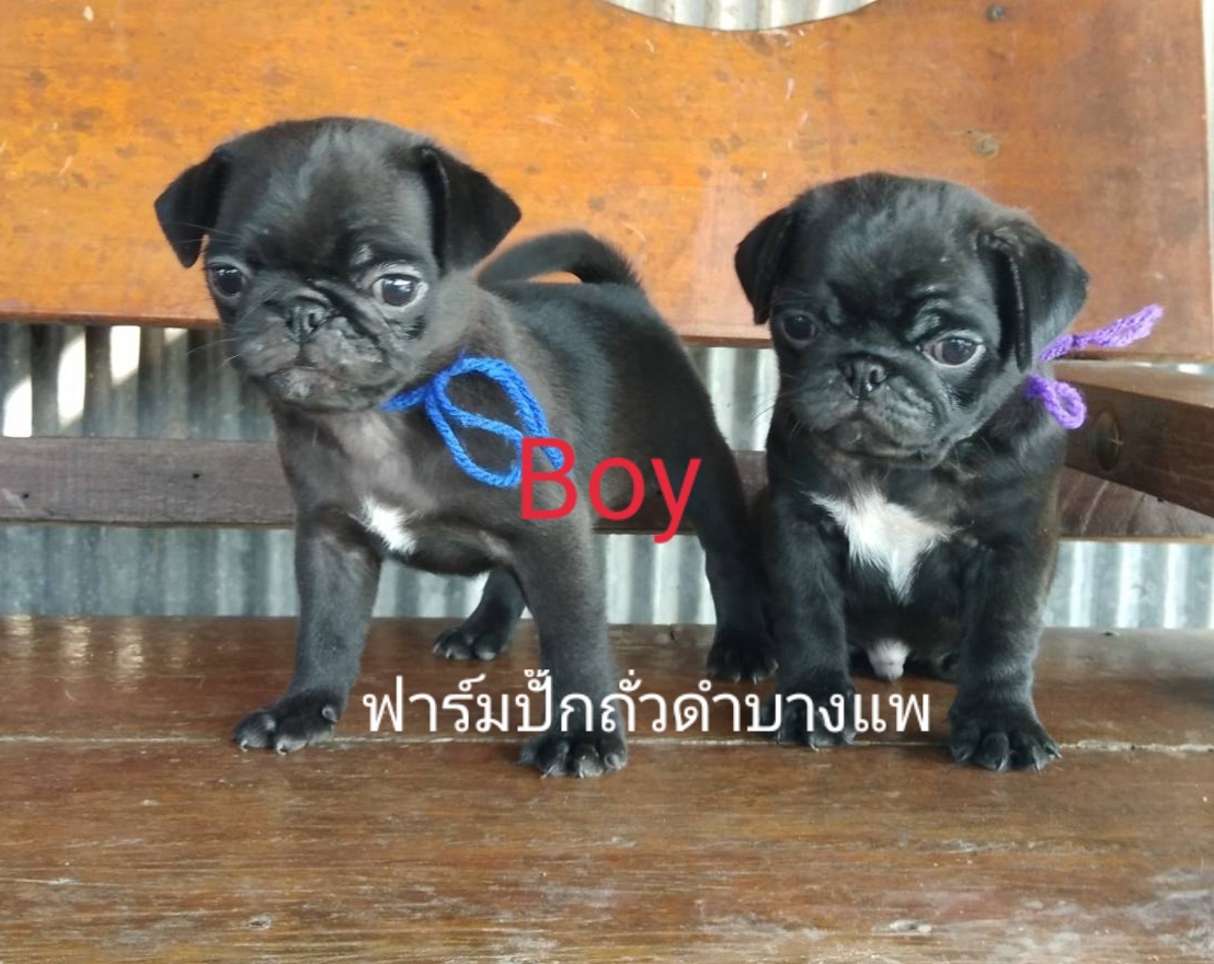 น้องหมาปั๊กสีฟร้อน - ดำ ชาย/หญิง พร้อมย้ายบ้าน