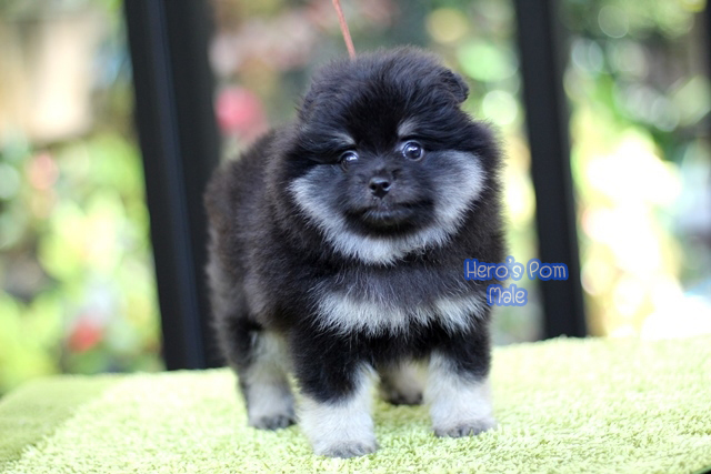 ปอมเมอเรเนียน สีแบล็คแทน