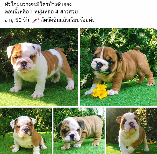 Bulldog สายเลือดดี พร้อมย้ายบ้าน
