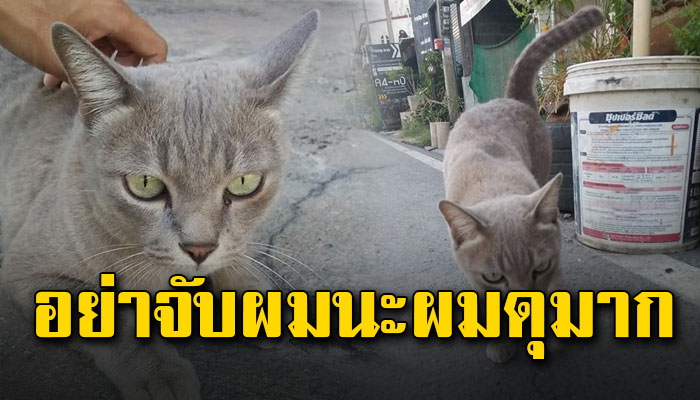 หนุ่มทาสแมวขอลองดีสักตั้งหลังป้าที่รู้จักไอ้เทาเข้ามาบอกระวังนะถ้าจับไอ้เทาจะกัด