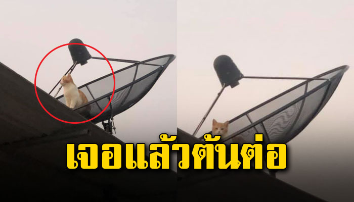 เจ้าแมวน้อย ตัวทำสัญญาณไปยานแม่ เกือบโดนโวยหลังเพิ่งเปลี่ยนจานรับสัญญาณใหม่