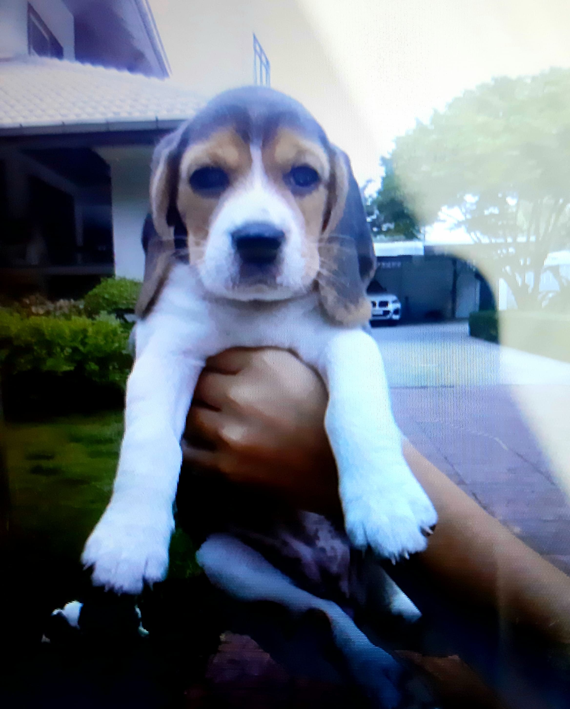 ลูกบีเกิลแท้ๆพร้อมย้ายบ้านค่ะ