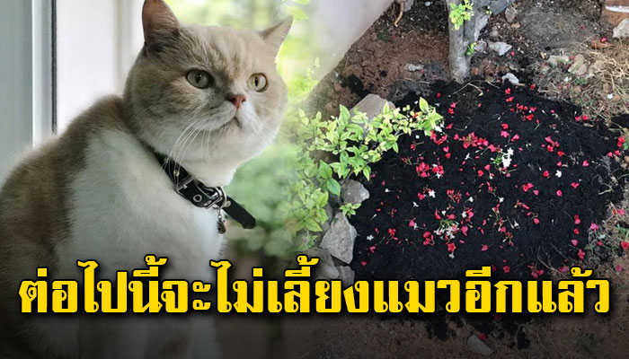 แมวตัวแรกในชีวิต อยู่ด้วยกันมานานกว่า10ปีแต่ต่อจากนี้จะไม่ขอเลี้ยงแมวอีกแล้ว