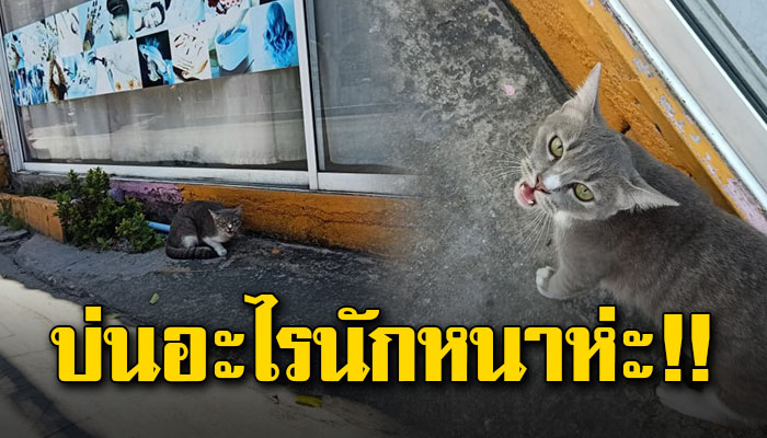 โวยแหลก หลังสาวมาเปิดร้านช้าปล่อยให้แมวนั่งรอนาน พอเห็นหน้าบ่นชุดใหญ่ไม่พอใจ