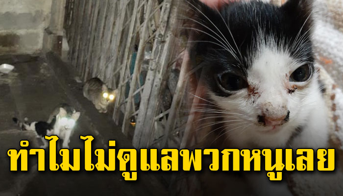 มีเจ้าของแต่เลี้ยงแบบปล่อยไม่คิดสนใจ แต่พอจะยื่นมือเข้าไปช่วยก็โดนต่อว่า