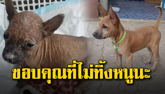 ลูกหมาตัวน้อยน้ำหนักเพียง 6 ขีด กลับมาน่ารักอีกครั้งหลังสาวใจดีเลี้ยงจนเติบใหญ่