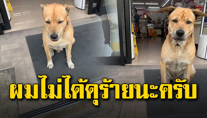 อย่าว่าหนูได้ไหม หนูก็แค่อยากมีชีวิตหนูไม่อยากถูกจับเหมือนตัวอื่นๆ