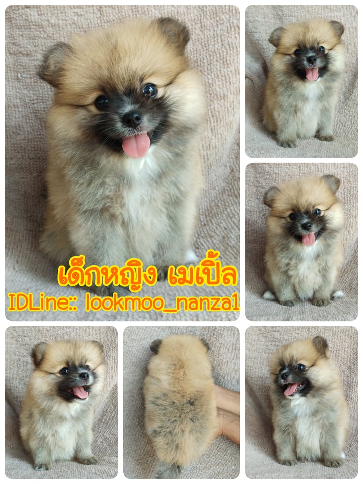 ปอมแท้ ราคาเบา5500.-