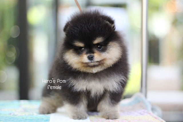 ขายปอมหน้าหมี  สีแบล็คแทน  มาร์คกิ้งสวยครับ