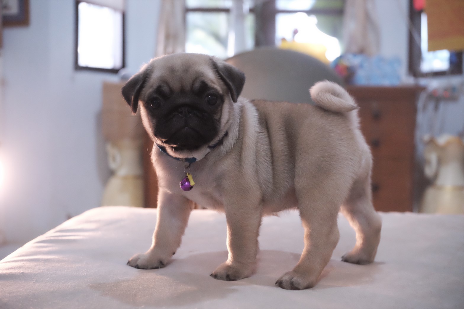 ขายน้องหมาปั๊ก พันธุ์แท้ มีใบเพ็ด น่ารักๆค่ะ