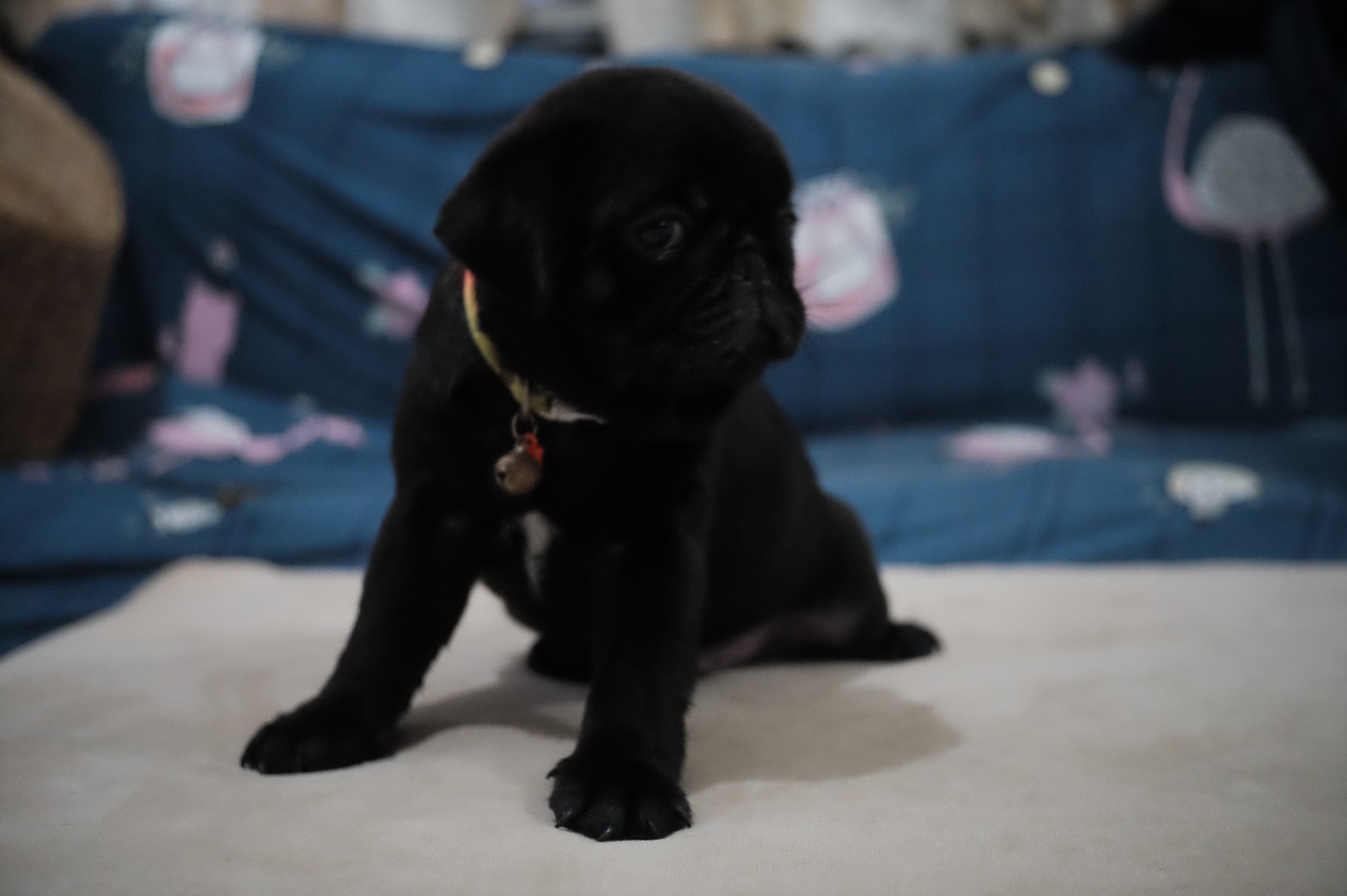 ขายน้องหมาปั๊ก พันธุ์แท้ มีใบเพ็ด น่ารักๆค่ะ