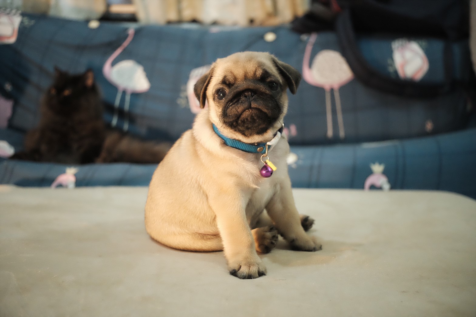 ขายน้องหมาปั๊ก พันธุ์แท้ มีใบเพ็ด น่ารักๆค่ะ
