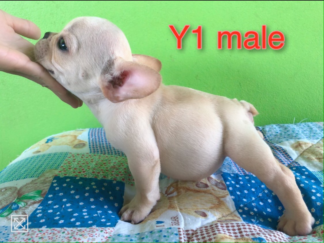 ขายลูกเฟร้น สายเลือดแชมป์