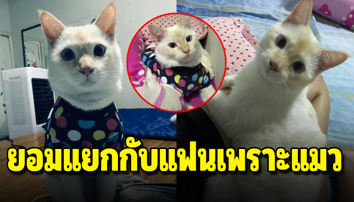 เลี้ยงแมวมา 2 ปีไม่เคยมีปัญหา แต่จู่ๆแฟนบอกว่าไม่อยากเลี้ยงแมวแล้วไม่ชอบขนแมว