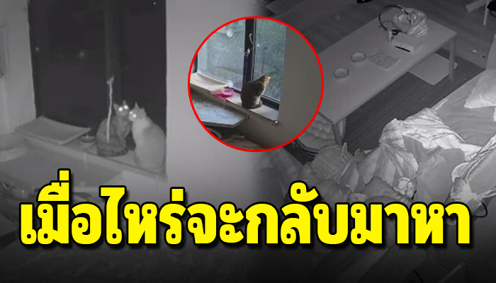 สาวไทยปล่อยแมวไว้ที่เมืองอู่ฮั่น พวกมันได้แต่เฝ้ารอการกลับมาของเจ้าของ