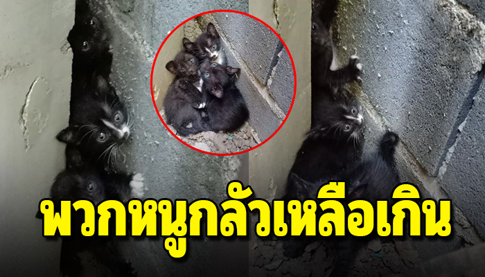 3 พี่น้องได้แต่แอบอยู่ข้างกำแพง เฝ้ารอผู้เป็นแม่ออกไปหาอาหาร