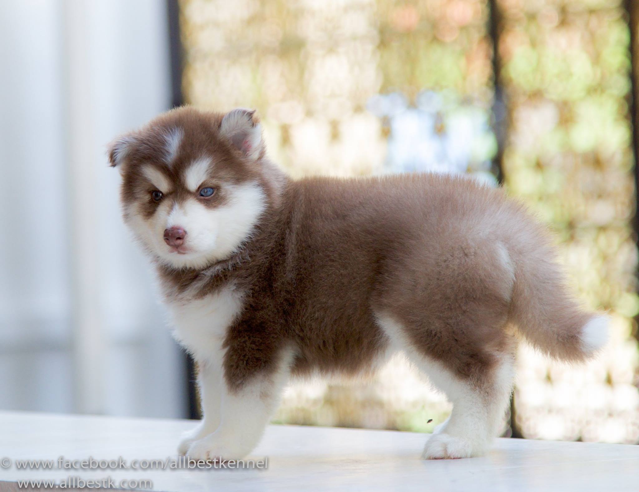 ไซบีเรียนเล็กๆสวยมากโตแล้วไม่สวยดังใจ Allbestkennel ช่วยคุณได้