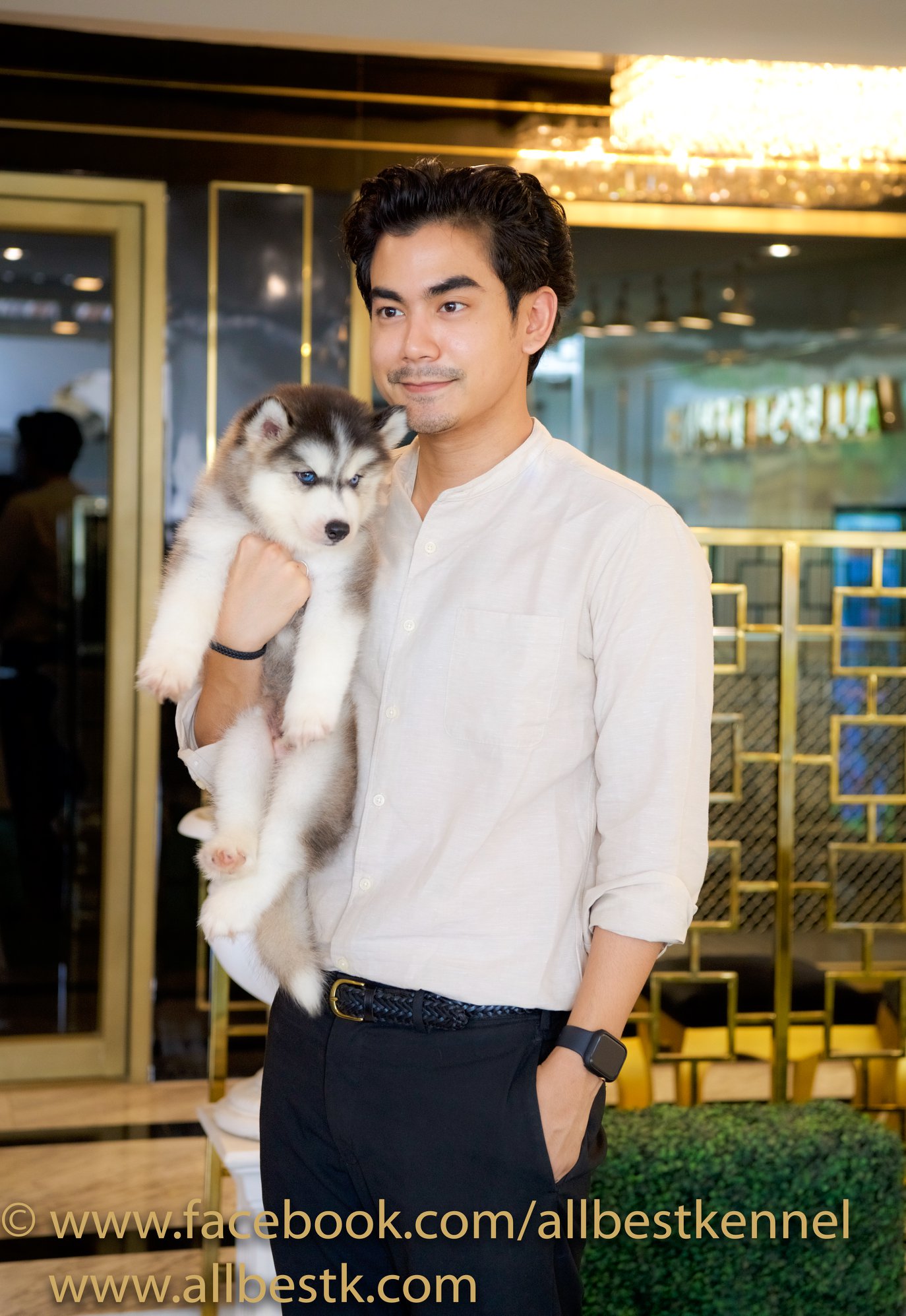 ไซบีเรียนเล็กๆสวยมากโตแล้วไม่สวยดังใจ Allbestkennel ช่วยคุณได้