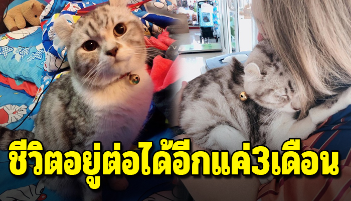 โรคที่รักษาไม่หาย หลังแมวของเธอติดไวรัสโคโรน่าแมว มีชีวิตอยู่ต่อได้อีกแค่3เดือน