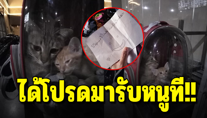 เจ้าของหมดรักก็เลยถูกเท นอนซบกันด้วยความอาลัยเพราะรู้ดีกว่าใครว่าแม่เค้าจากเราไป
