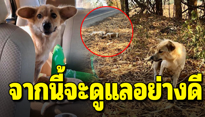แต่ก็ยังเฝ้ารออยู่ที่เดิมแม้จะรู้ว่าเขาจะไม่มีวันกลับมารับ