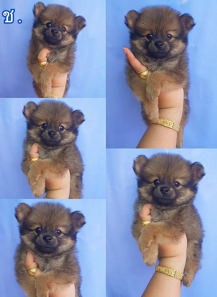 ปอม ปอม เพศ ช สีส้ม ราคา 5000 วัคซีนแล้ว พร้อมย้ายบ้าน