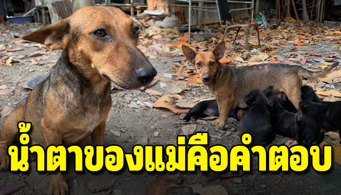 แม่ขอโทษนะลูกที่แม่เป็นแค่หมาจรข้างถนน แม่ขอโทษที่ทำได้เพียงคุ้ยเศษอาหารให้ลูก