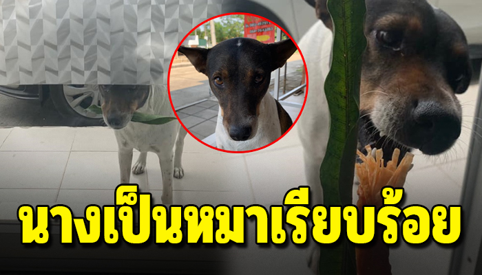 หมาจร เดินคาบของมาแลกข้าวนานกว่าหนึ่งปีเพราะไม่อยากขอกินฟรีเหมือนตัวอื่น