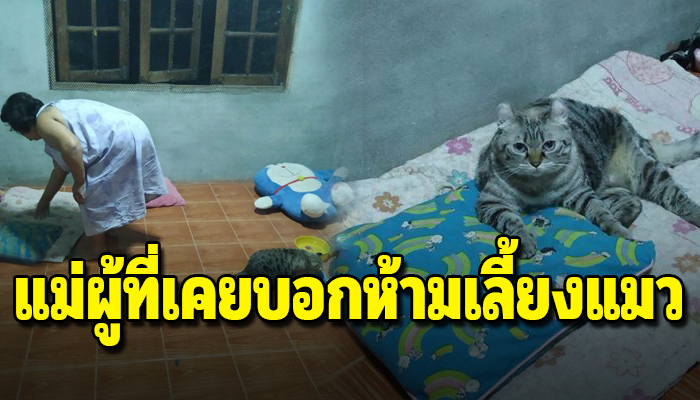 แม่ที่ไม่ชอบและไม่ให้เลี้ยงแมว และนี่คือสิ่งที่แม่ทำให้แมวหลังจากที่เลี้ยง
