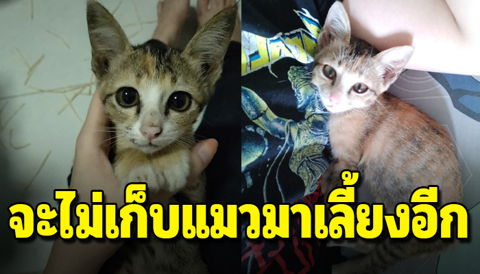 สาวให้คำมั่นกับแฟนว่า จะไม่ขอเก็บแมวมาเลี้ยงอีกแต่ในวันนั้นเองเธอก็ต้องติดโรค