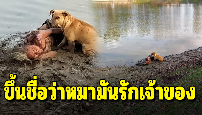 สุนัขผู้ซื่อสัตย์นอนเฝ้าเจ้าของตาบอดไม่ยอมไปไหน หลังยายเผลอเดินตกโคลน