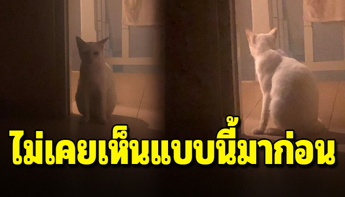 แมวที่ถูกเก็บมาเลี้ยงร้องเรียกหา 2วัน2คืนไม่ยอมหลับยอมนอนเพื่อหาคนช่วยชีวิตแม่