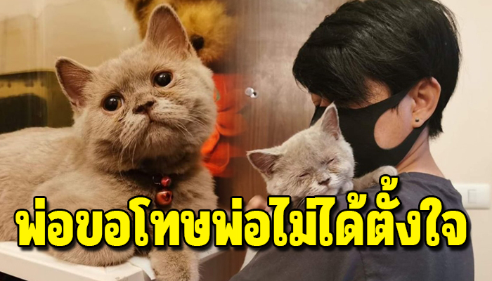 หนุ่มทาสแมวได้แต่โทษตัวเอง ที่พรากแมวอันเป็นที่รักด้วยน้ำมือของตัวเอง