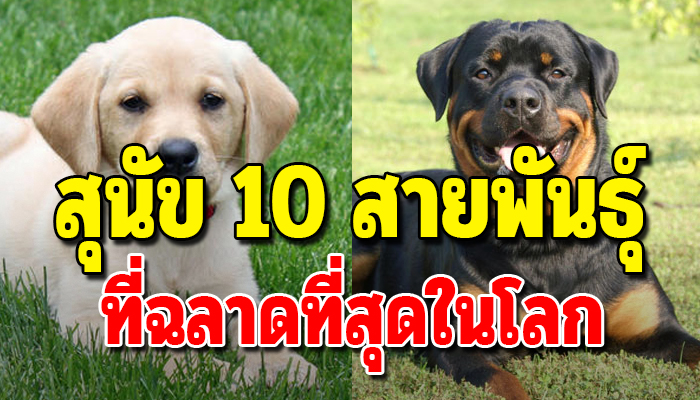 สุนัข 10 สายพันธุ์ที่ฉลาดที่สุดในโลก