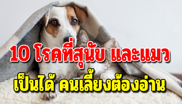 10 โรคที่สุนัข และแมวเป็นได้แต่คนเลี้ยงอาจไม่รู้
