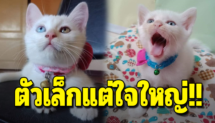 ลูกแมววัยเพียง1เดือน ปกป้องน้องๆอีก4ชีวิตหลังงูตัวใหญ่เข้าบ้าน