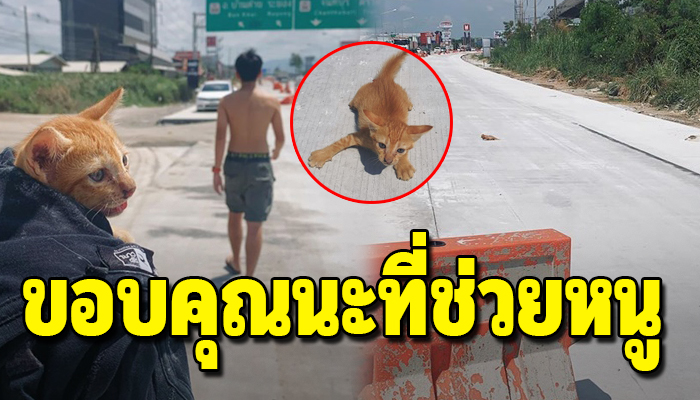 ลูกแมวจรบาดเจ็บกลางถนน ไม่มีใครช่วยจนหนุ่มใจดีถอดเสื้อคลุมหวังในน้องปลอดภัย