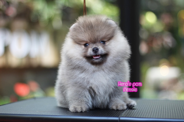 ขายปอมหน้าหมี